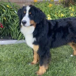 Annie - Bernese Mountain Dog
