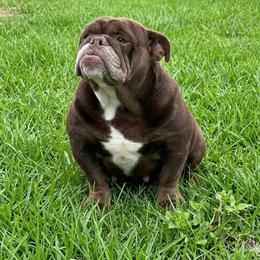 Coco - Chocolate tri-color female Bulldog puppy in Lakeland, Florida from Bulldog Chronicles