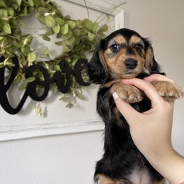 Boo - Black and tan Dachshund puppy in Kissimmee, Florida from Mini Doxie Cuties