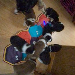 Australian Shepherd Puppies from BlueRain Aussies