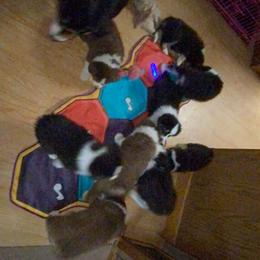 Australian Shepherd Puppies from BlueRain Aussies
