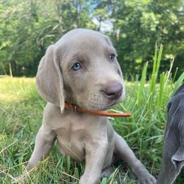 Simba - Silver gray male Weimaraner puppy in Granite Falls, North Carolina from Pups and Pastures- Weimaraners