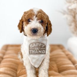 Hattie's Last Chapter- Epilogue - Parti male Goldendoodle puppy in Russell Springs, Kentucky from Milk & Honey Doodles