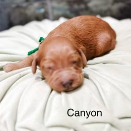 Canyon - Red  male Goldendoodle puppy in Pasco, Washington from Camp Doodle Woods