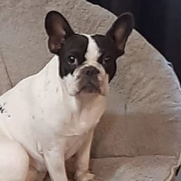 French Bulldogs from Razzmatazz Kennels