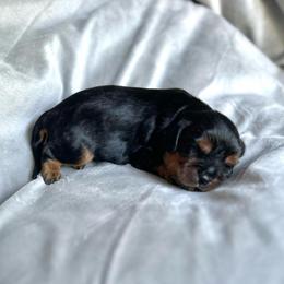 Sulu - Black and tan male Cavalier King Charles Spaniel puppy in Festus, Missouri from Team Turner Cavalier King Charles Spaniels