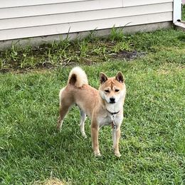 Kiko - Shiba Inu