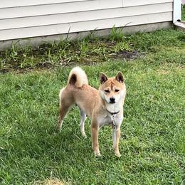 Kiko - Shiba Inu
