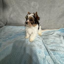 Boy 2 - Biewer Terrier puppy from Little Bear Creek Biewers