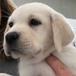 Girl 1 - Yellow Labrador Retriever puppy in Hutto, Texas from Texas Bluebonnet Labs