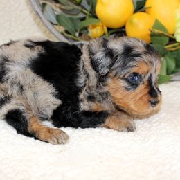 Ridge - Blue merle male Aussiedoodle puppy in Stokesdale, North Carolina from His and Hers Poodles and Doodles