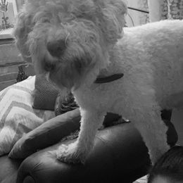 Lagotto Romagnolo Puppies from CreekSide Lagotto