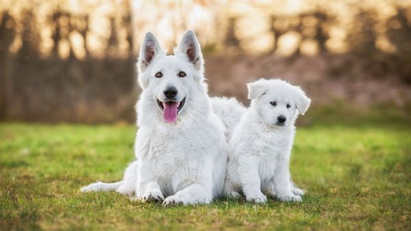 Find Berger Blanc Suisse puppies for sale