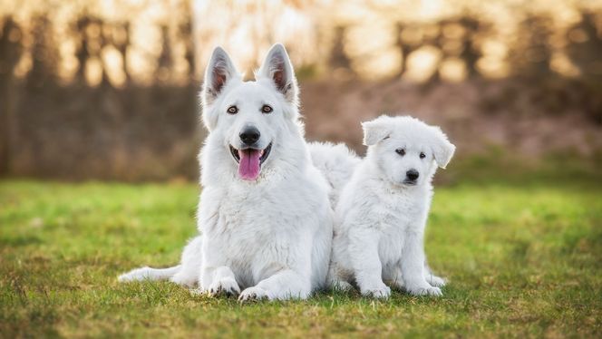 Berger Blanc Suisse