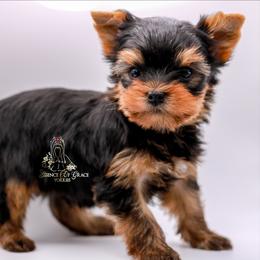 Yorkshire Terrier Puppies from Essence of Grace Yorkies