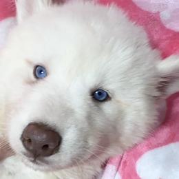 AKC Pearl - White female Siberian Husky puppy in Centreville, Maryland from Huskies By the Bay