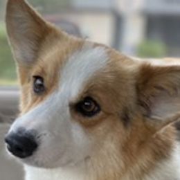 J J - Pembroke Welsh Corgi