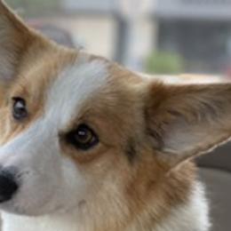 J J - Pembroke Welsh Corgi