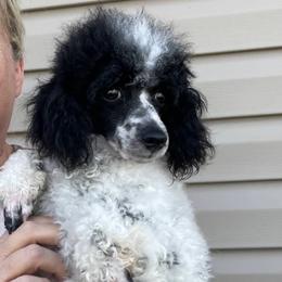 Confetti - Poodle