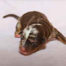 Lyra - Red merle female Miniature Australian Shepherd puppy in Guthrie, Oklahoma from Raised Right Pups