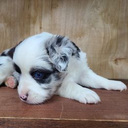 Miniature Australian Shepherd and Toy Australian Shepherd Puppies from Beasley Acres Aussies