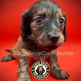 Cocoa - Cream male Dachshund puppy in Houston, Texas from Texas Regal Dachshunds LLC