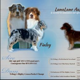 Australian Shepherd puppies from Luna Lane Aussies