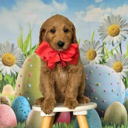 Wimberly's Red Boy - Apricot male Goldendoodle puppy in Kountze, Texas from Texas Doodles LLC