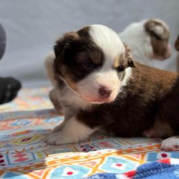 Demeter - Red tri-color female Australian Shepherd puppy in Jacksonville, Florida from Solace Australian Shepherds