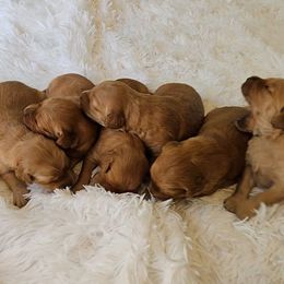 Boy 6 - Golden male Golden Retriever puppy in Milton Freewater, Oregon from Lilac Acres