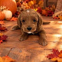 Cornbread - Red  female Goldendoodle puppy in O'fallon, Missouri from Rockin R Doodles