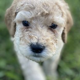Goldendoodle Puppies from Blissful Goldendoodles