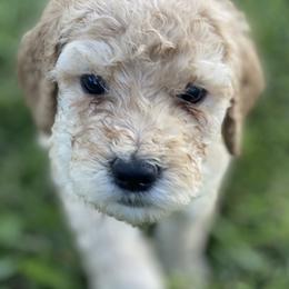 Goldendoodle Puppies from Blissful Goldendoodles