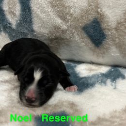 Girl 1 - Miniature Australian Shepherd puppy in Texas from Backwood Trails Australian Shepherds