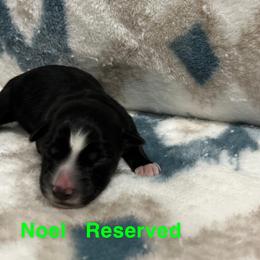 Girl 1 - Miniature Australian Shepherd puppy in Texas from Backwood Trails Australian Shepherds