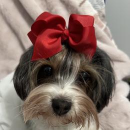 Rosie - Biewer Terrier