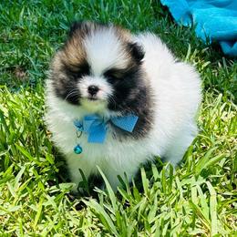 Prince - Tri-colored male Pomeranian puppy in Green Cove Springs, Florida from Natasha's Ark of Joy