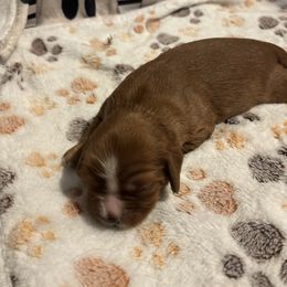 Pumpkin - Ruby male Cavalier King Charles Spaniel puppy in Howard, Wisconsin from Family first cavaliers