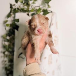 Starling - Merle male Pomsky puppy in Cleveland, Ohio from Lake Point Pomskies