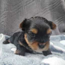 Little Fat Man - Black and gold male Yorkshire Terrier puppy in Middleton, Idaho from Rocky Mountain Yorkies