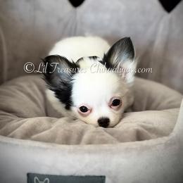 Nedra - Black and white female Chihuahua puppy in Anderson, South Carolina from Lil Treasures Chihuahuas