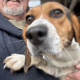 Miley - Beagle