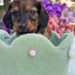 Rowan long hair - Sable male Dachshund puppy in Lakeland, Florida from Elite Doxies Florida