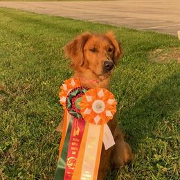 Rebel - Golden Retriever