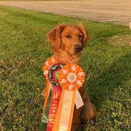 Rebel - Golden Retriever