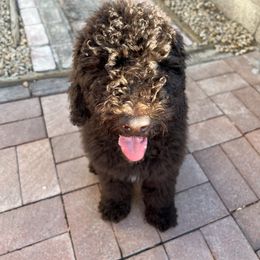 Goldendoodle Puppies from CocoLove Doodles