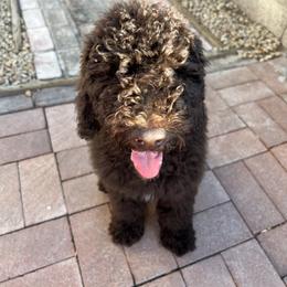 Goldendoodle Puppies from CocoLove Doodles