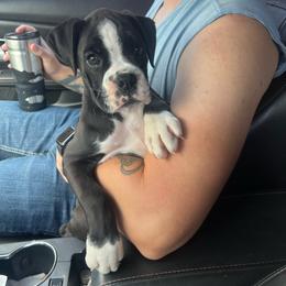 Salem - Brindle female Boxer puppy in Henderson, Tennessee from Vom Broadvalley