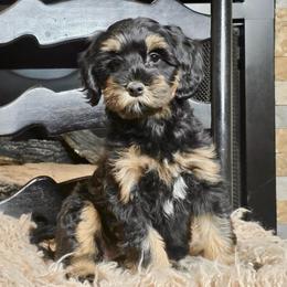 Myrtle - Phantom female Bernedoodle puppy in Tyner, Kentucky from Good Dog Doodles