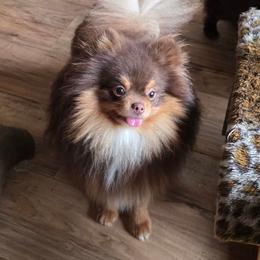Maverick - Pomeranian
